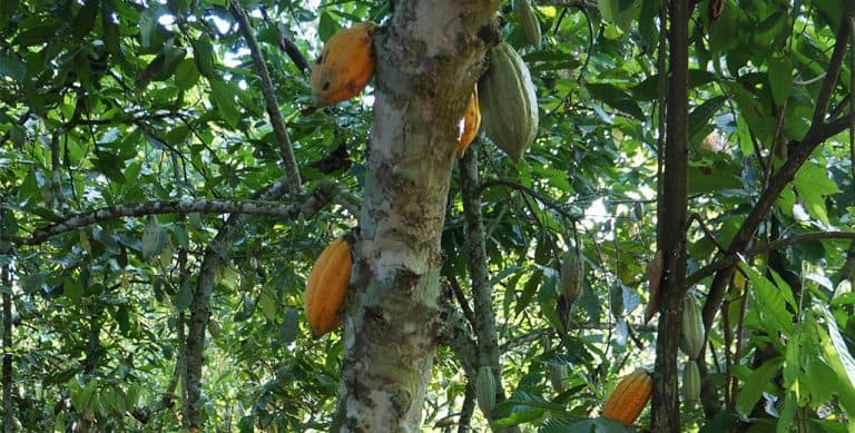 Cacao